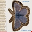 Warpaint Common Blue Rough Trade