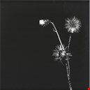 Dasilva, Jon / Skyskrapa 1