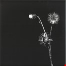 Dasilva, Jon / Skyskrapa Sun Brings Joy Hottwerk